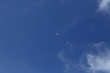 Bright blue sky background.