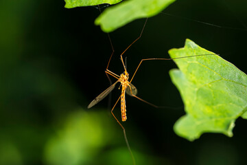 Nephrotoma appendiculata, spotted cranefly