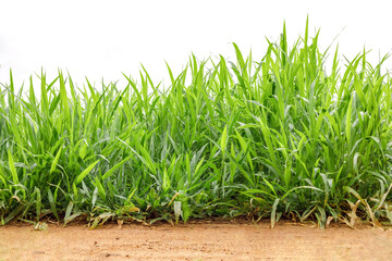 Green grass growing on soil isolated white background