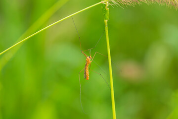 Nephrotoma appendiculata, spotted cranefly