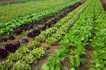 View of farm field planted with ripening varieties of organic leafy vegetables ..