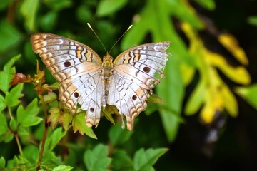 White Peacock Butterfly aka anartia jatrophae