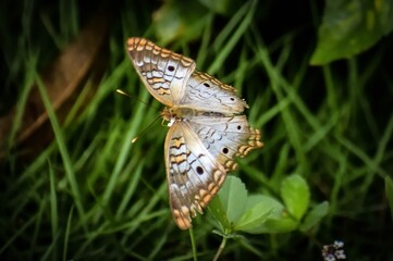 White Peacock Butterfly aka anartia jatrophae