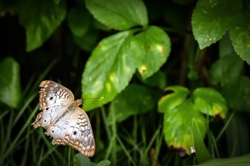 White Peacock Butterfly aka anartia jatrophae
