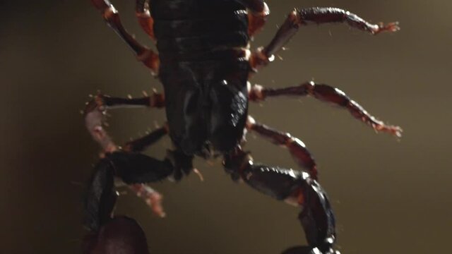 live scorpion detail of body and pincer claws