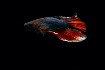Betta is a freshwater fish native to Southeast Asia, namely Cambodia, Laos, Myanmar, Malaysia