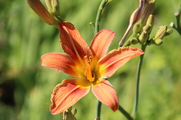 Lily In Bloom, Fort Edmonton Park, Edmonton, Alberta