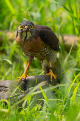 Crested Goshawk with scientific name of Trivirgatus grapped is standing on the glove, curiously looking to photographer while he took his picture