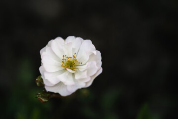 White flower of rosa canina on a natural green background.