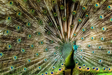 this lovely male peacock with scientific name of Pavo muticus  shows off his beautiful feathers to his near couple to draw her attention