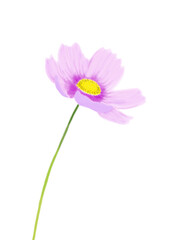 一輪の秋の花コスモス