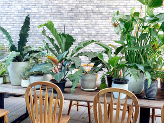 Various green leaves, plants in pots decoration on wooden dining table with wood chairs in front of...