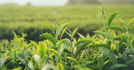 Fresh Green tea tree leaves in eco herbal farm. Tree tea plantations in morning sun light. Freshness herbal green natural garden farmland. Drinking organic relax heath plant. Green tea tree in farm