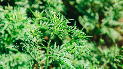 Ragweed plant allergen, toxic meadow grass. Blooming ambrosia bush. Allergy to ragweed ambrosia . Blooming pollen artemisiifolia is danger allergen in the meadow. Long web banner
