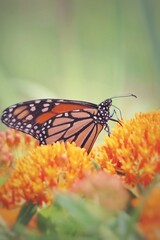 Fototapeta premium Monarch Butterfly