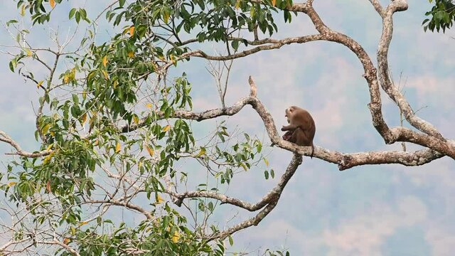 Natural habitat of a bored arboreal Northern Pig-tailed Macaque, Macaca leonina, amused in grooming itself with its fingers alone on a tropical tree branch in Khao Yai National Park in Thailand.