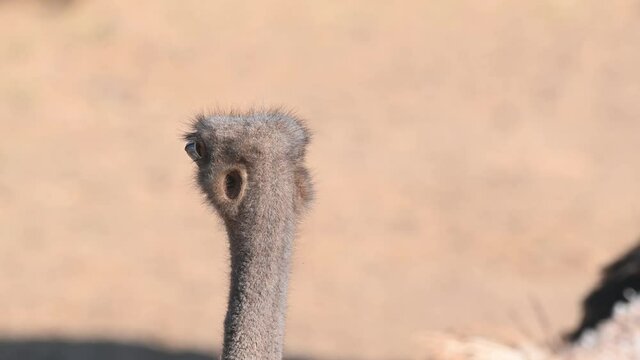 A portrait of a native Africa flightless bird, Common Ostrich, Struthio Camelus, looking distance and extending its flexible long neck up and down, in summer.