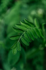 Green vicia leaf on a green natural background.