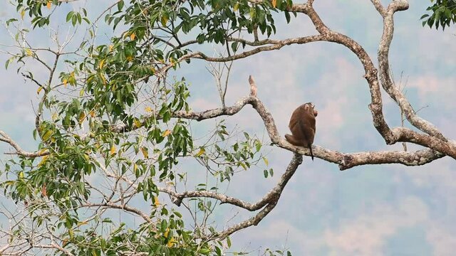 A lonely and unamused arboreal Northern Pig-tailed Macaque, Macaca leonina; a monkey sitting by itself on a branch, looking around and stared into the camera in Khao Yai National Park Thailand, Asia.