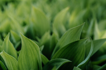 Natural background of lily of the valley leaves.