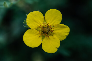 Obraz premium Yellow dasiphora on a natural green background.