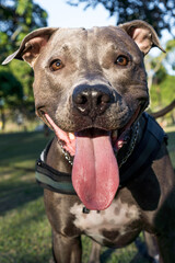 Pit bull dog playing in the park at sunset. Blue nose pitbull on sunny day and open countryside...