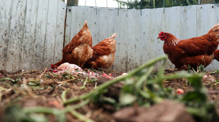 Brown hens with focus on middle hen 8