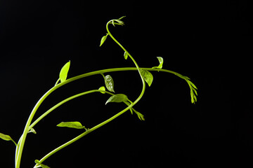 green leaf vines plant isolated on black background
