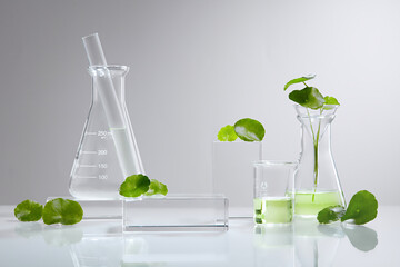 White Background Centella asiatica for  Biological experiment presentation Centella asiatica leaves...