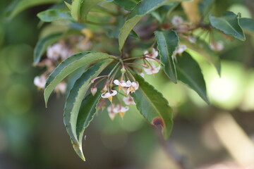 Obraz premium Coral bush flowers. Primulaceae evergreen shrub.