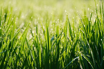 朝露が輝く水田の稲