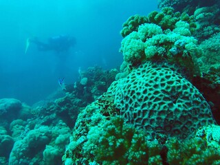 koraalrif en duiker