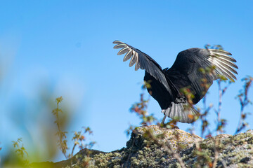 Black-headed Jote or American Black Vulture perched on a stone