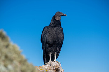 Black-headed Jote or American Black Vulture perched on a stone