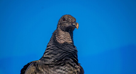 Black-headed Jote or American Black Vulture perched on a stone