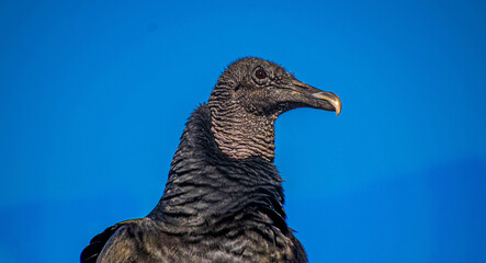 Black-headed Jote or American Black Vulture perched on a stone