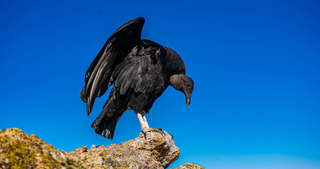 Black-headed Jote or American Black Vulture perched on a stone