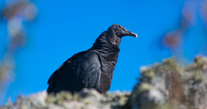 Black-headed Jote or American Black Vulture perched on a stone