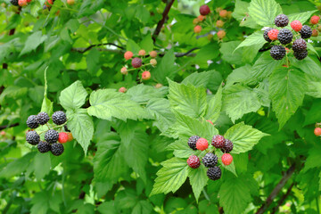 A blackberry bush with ripe, juicy black berries on a garden plot