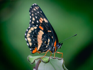 butterfly on a flower