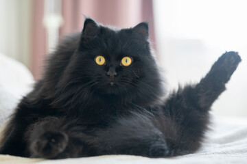 Fototapeta premium A black fluffy cat with yellow eyes lies and rests in a funny pose at home.