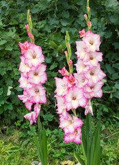 Gladiolus in garden,close up