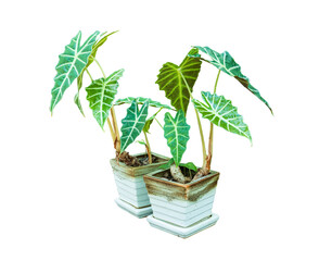 Flower bush pot tree isolated tropical plant with clipping path.Indoor Plants To Purify The Air In Your Home