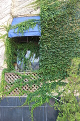 garden in the garden