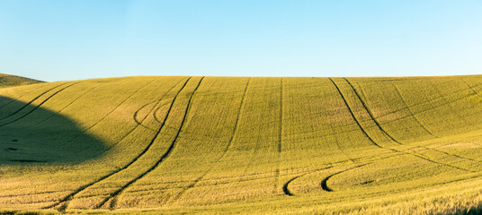 Magical wheat farm fields in palouse washington