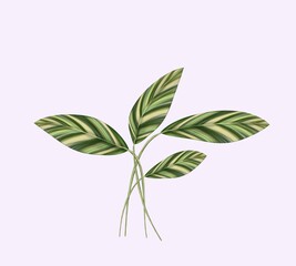 Alpinia zerumbet illustration isolated beautiful pattern design on background for decoration in art and graphics.  digital painting