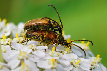 Closeup of the pollen covered fairy-ring longhorn beetles mating on the common yarrow flowers © Henk Wallays/Wirestock