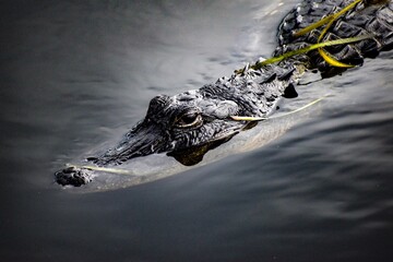 sneaky alligator in the wetlands