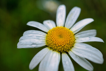 daisy with dew
