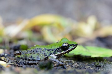 Swinhoe's frog(Odorrana swinhoana)(Boulenger, 1903)